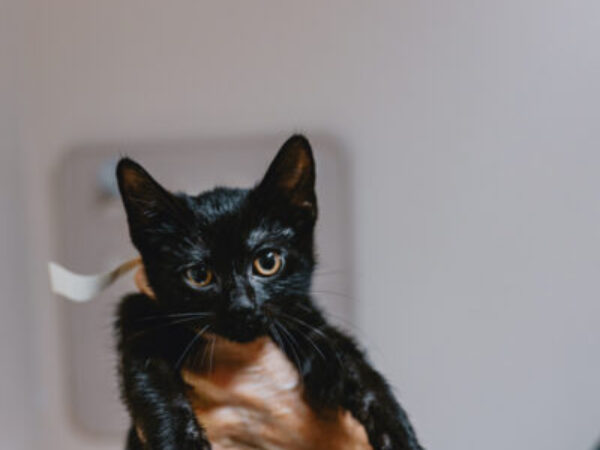 kitten