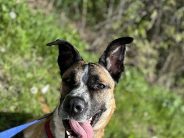 dog outside