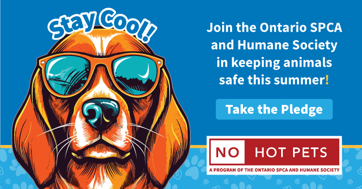 no hot pets