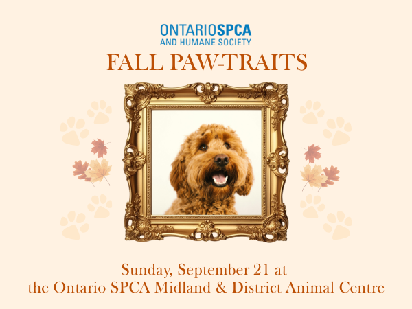 dog portrait, event details