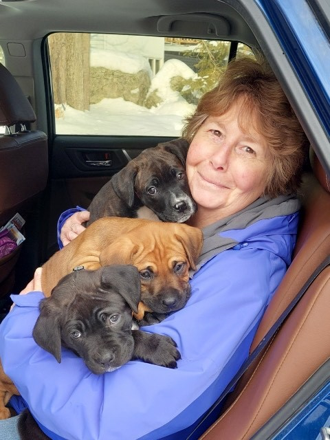 A woman sits in a car, smiling, with three playful puppies on her lap