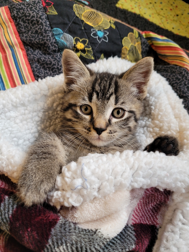 A fluffy kitten resting peacefully on a soft, colorful blanket.