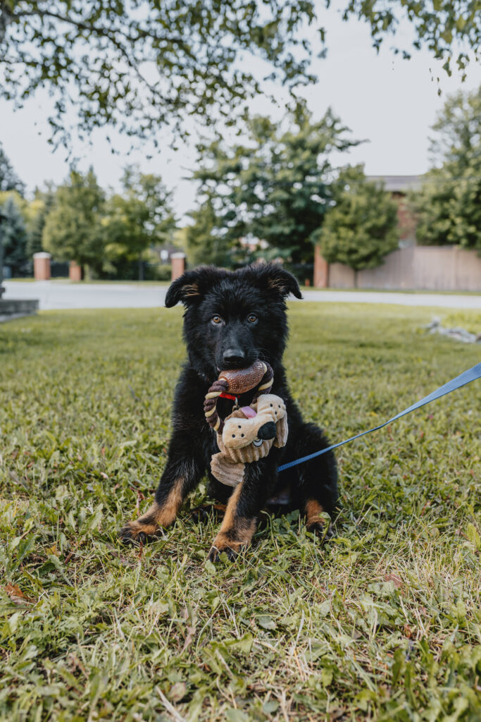 Black dog outside on leash holding a toy in his mouth and looking at the camera.