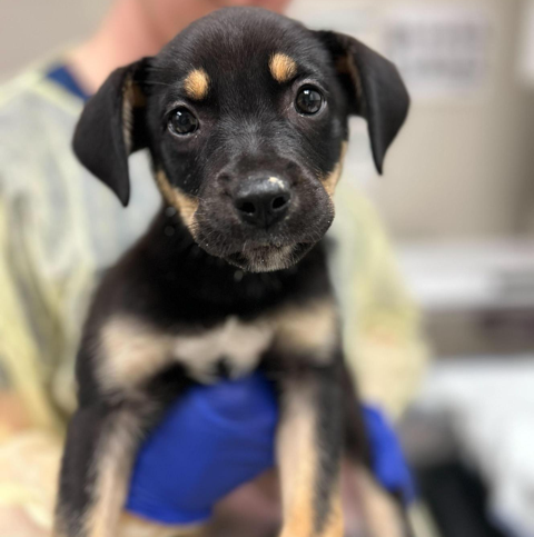Woman wearing PPE, holds small black and tan dog, looking at the camera