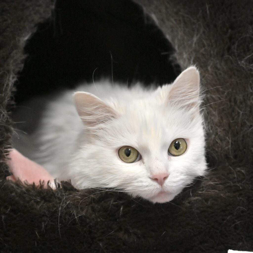 White cat with green eyes peeking out from a dark, fuzzy cat bed