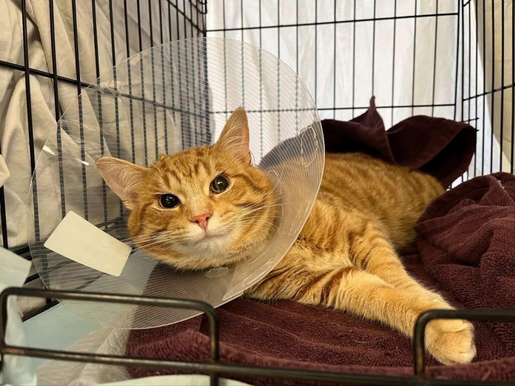 Orange cat in cage looking at camera, recovering from surgery with a cone on his head.