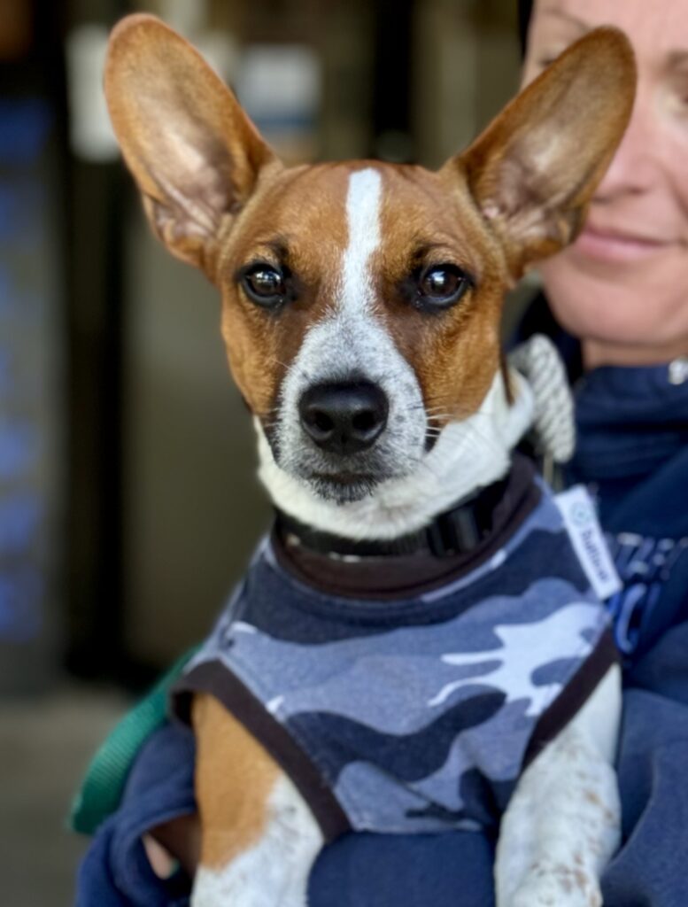 A woman holding a small dog, wearing a camo coat and looking at the camera.