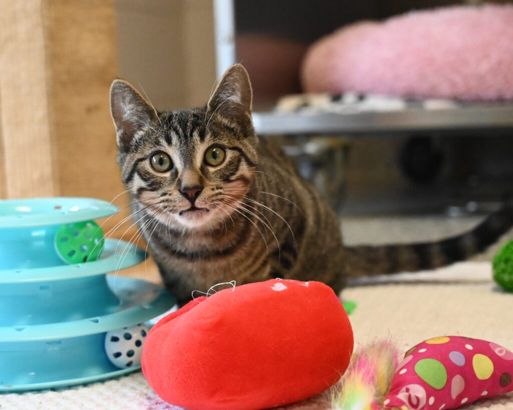 Tabby cat surrounded by cat toys looks at camera.