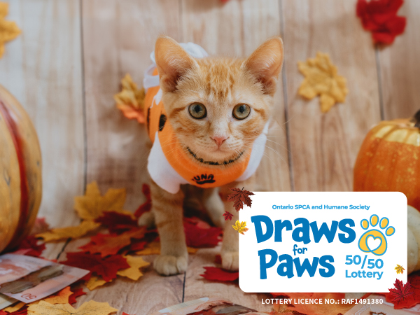 white and orange kitten pumpkins fall lottery