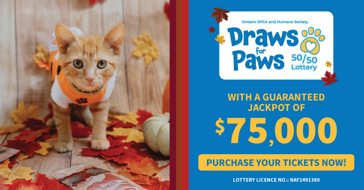 white and orange kitten pumpkins fall lottery