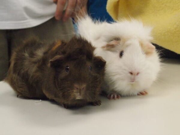guinea pigs