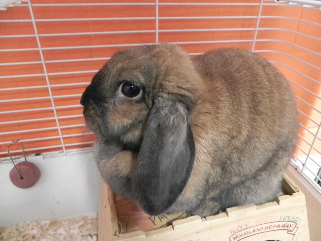 Brown lop-eared rabbit sitting on a wooden box inside a small animal enclosure with an orange background.