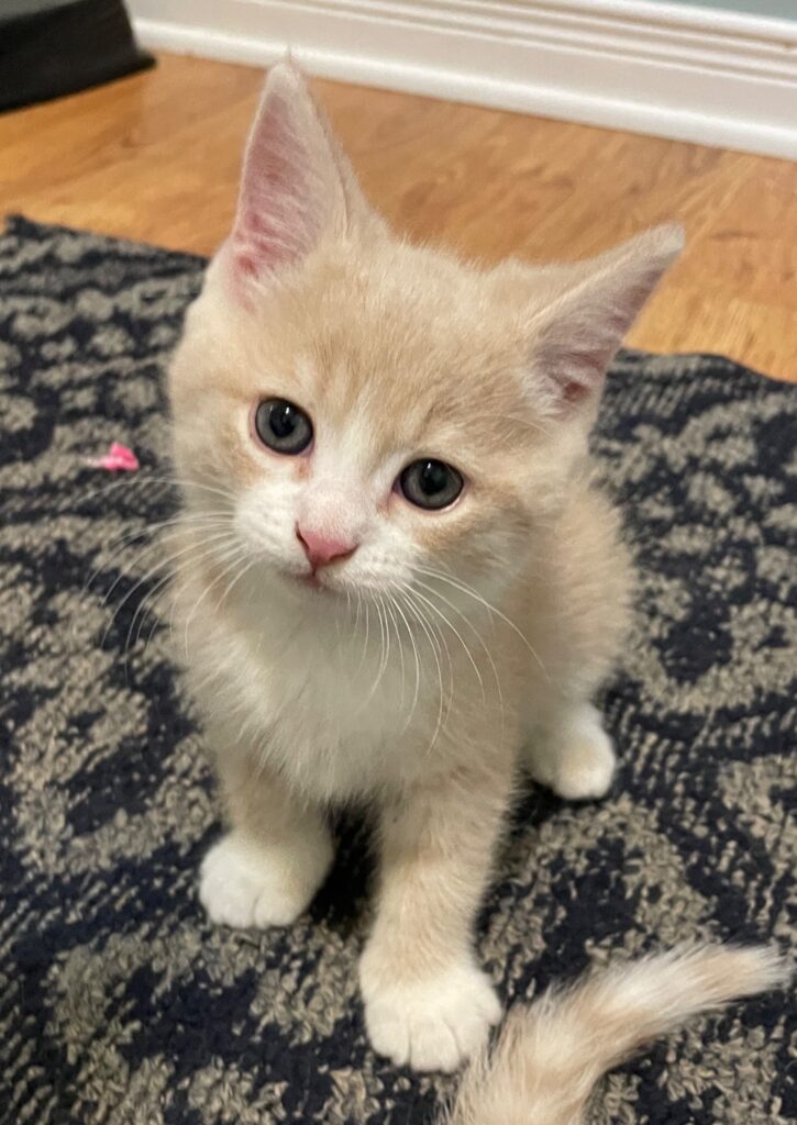 Cream and white kitten with wide eyes sits on a dark patterned rug, looking up at the camera with a curious expression.