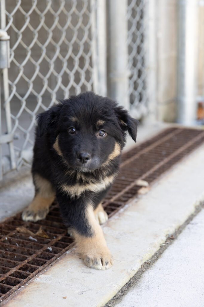 Black and tan puppy standing on a metal grate outside a chain-link kennel, looking slightly off to the side with a curious expression.