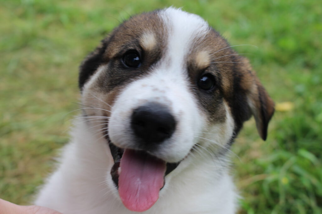 Close-up of a happy brown and white puppy with its tongue out, sitting on green grass and looking at the camera.