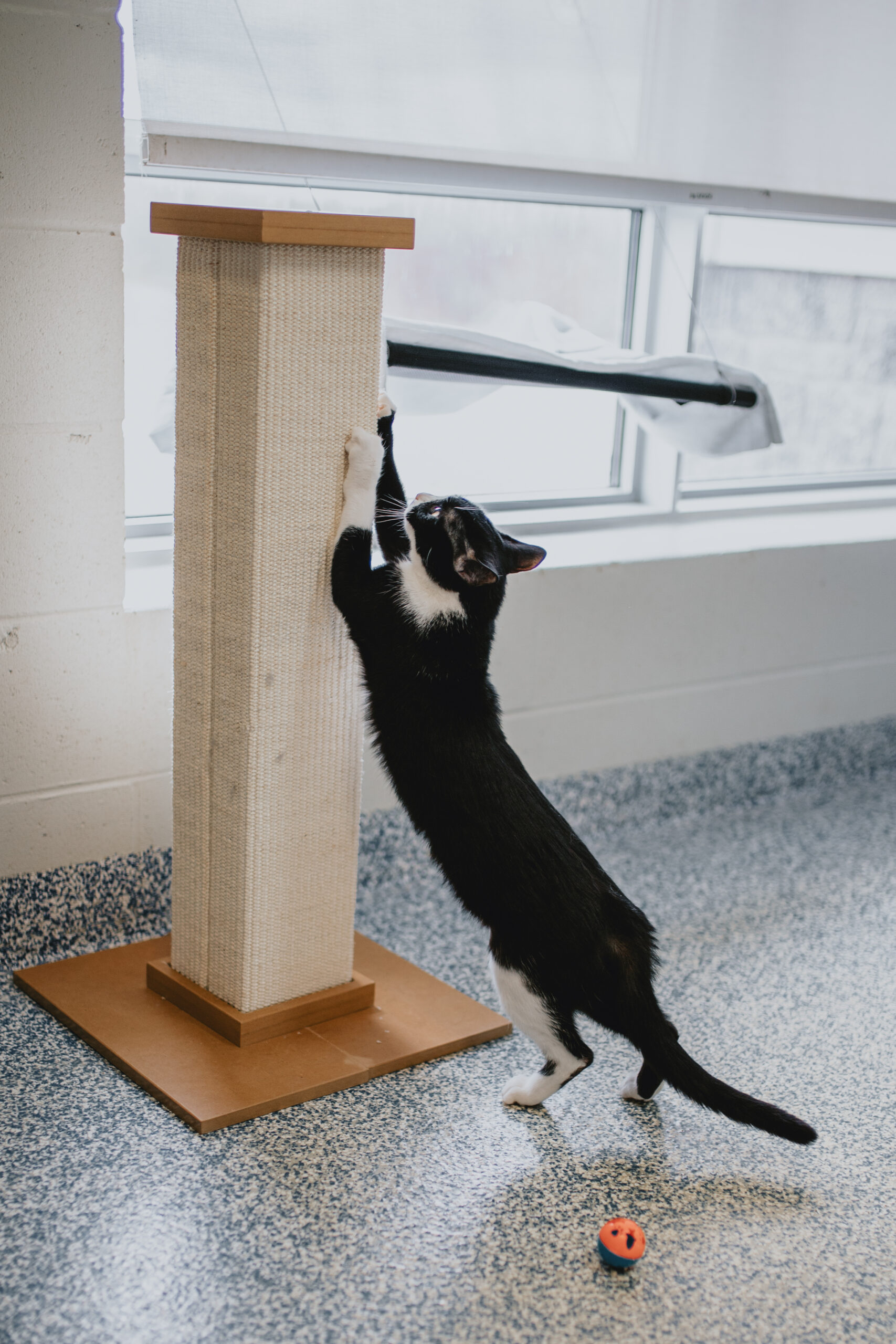Photo inspiration: Visual Reference: Tips To Prevent Your Cat From Scratching Furniture