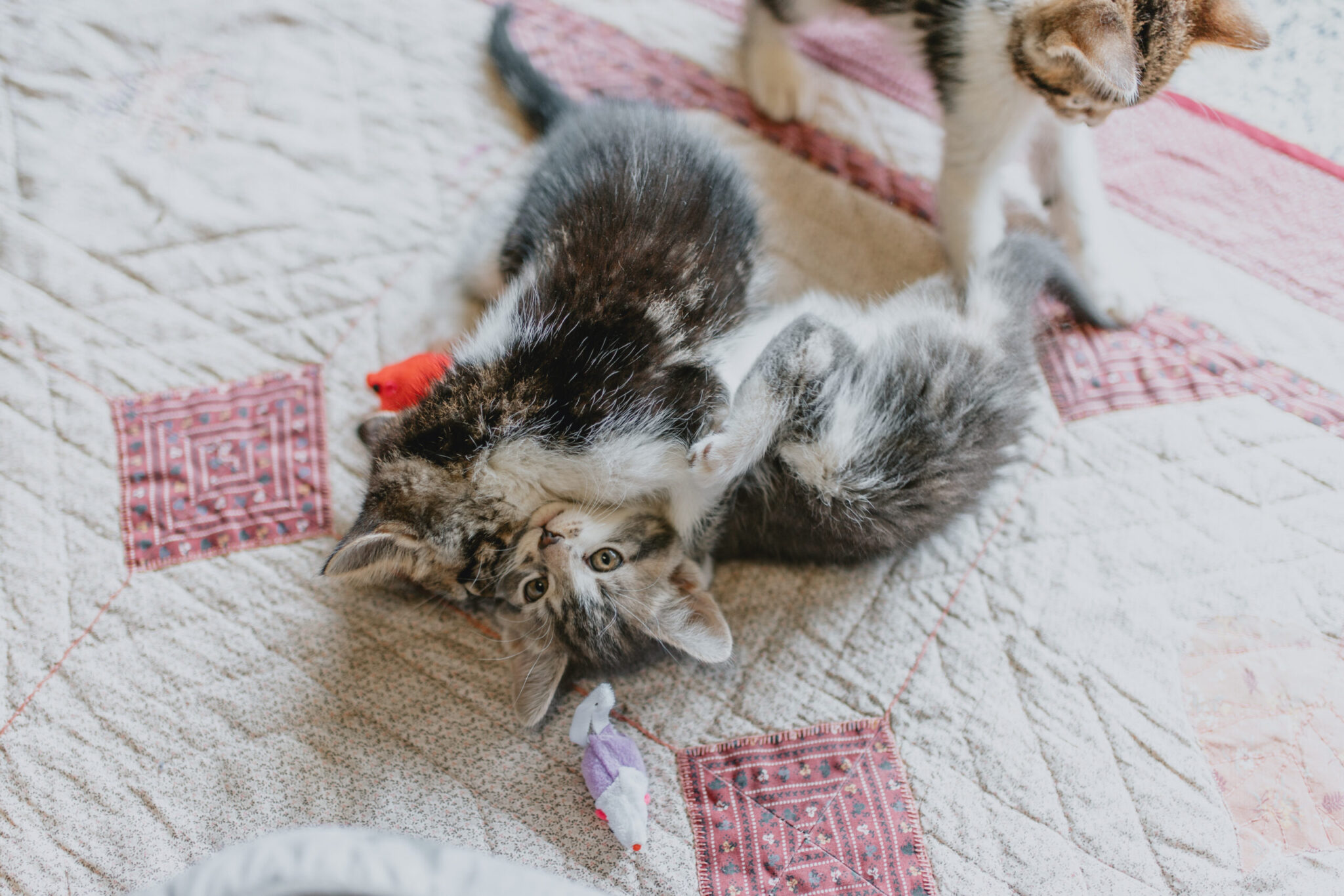 Understanding "play aggression" in cats - Ontario SPCA