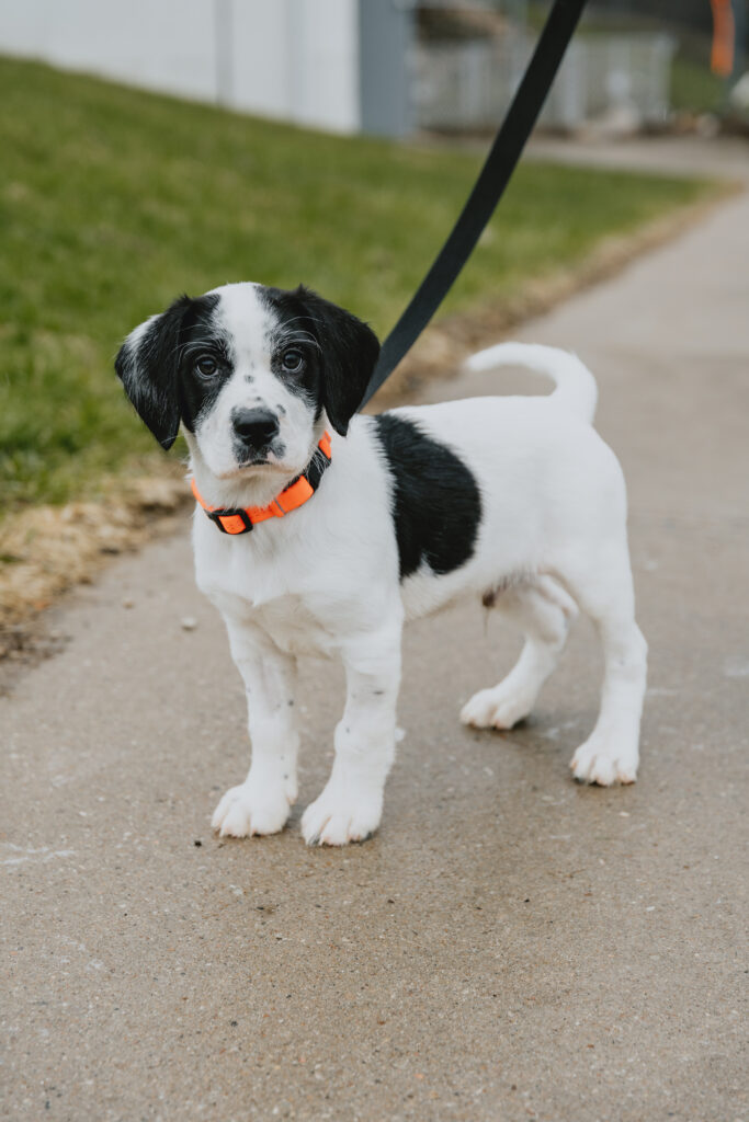 Small black and white dog outside on a leash looking at the camera.
