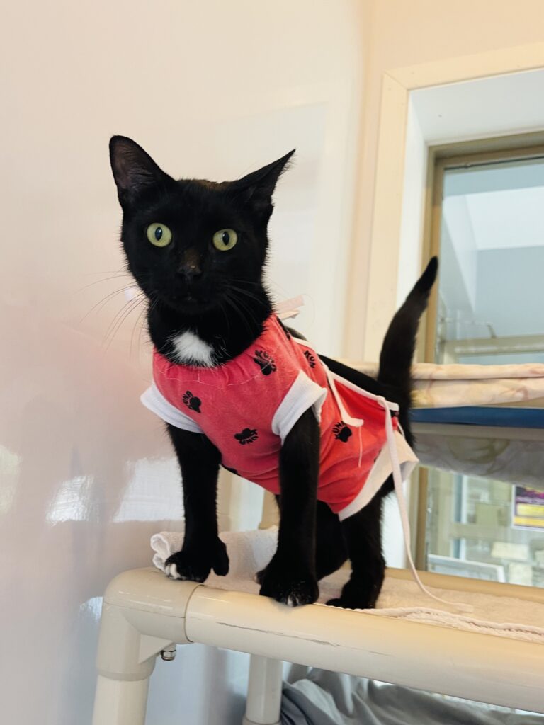 Black cat indoors on cat bed, wearing a red surgical onesie, looking at the camera with green eyes.