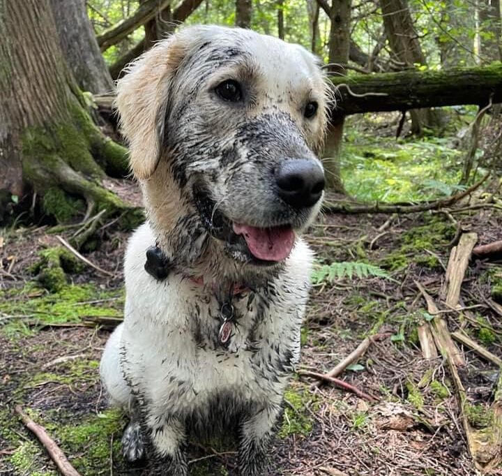 Mud-covered golden retriever puppy sitting in a forest.