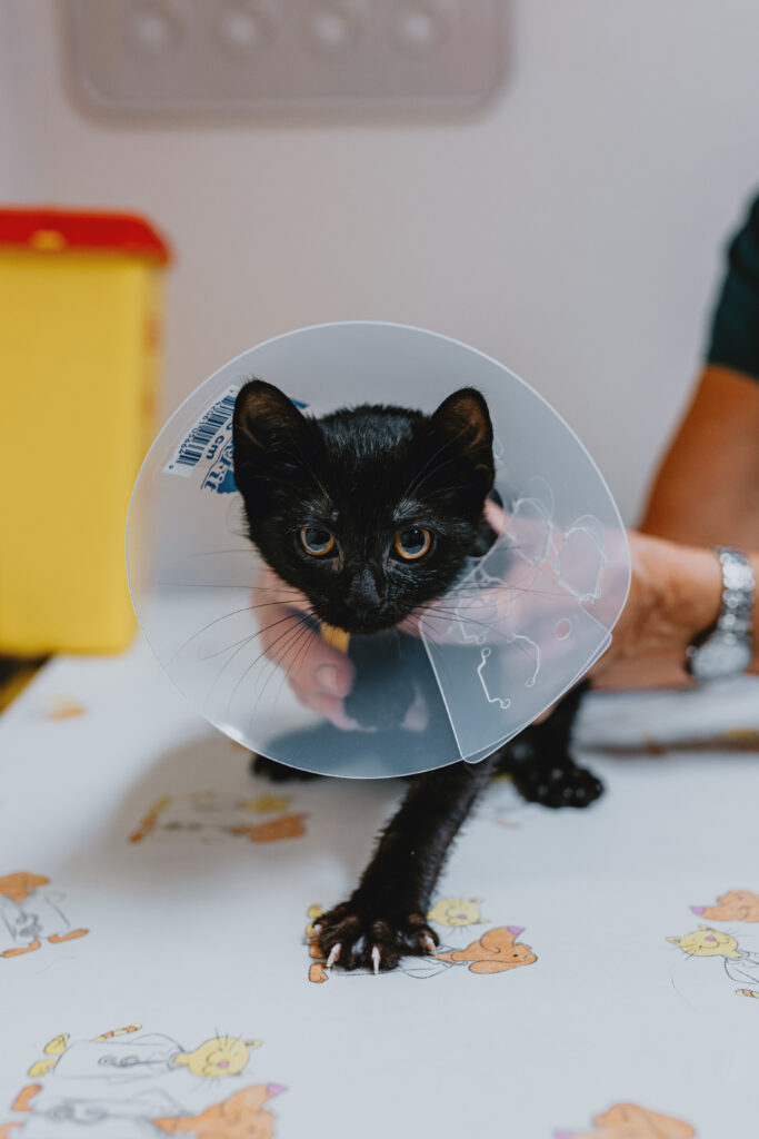 Small black kitten on exam table, looking at camera with a surgical cone on its head, being held gently by a set of hands.