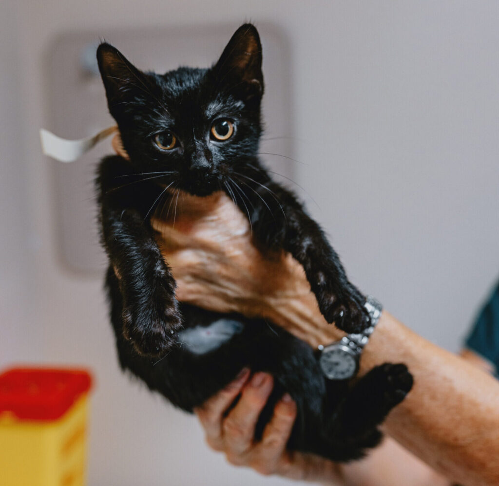 black kitten with cone