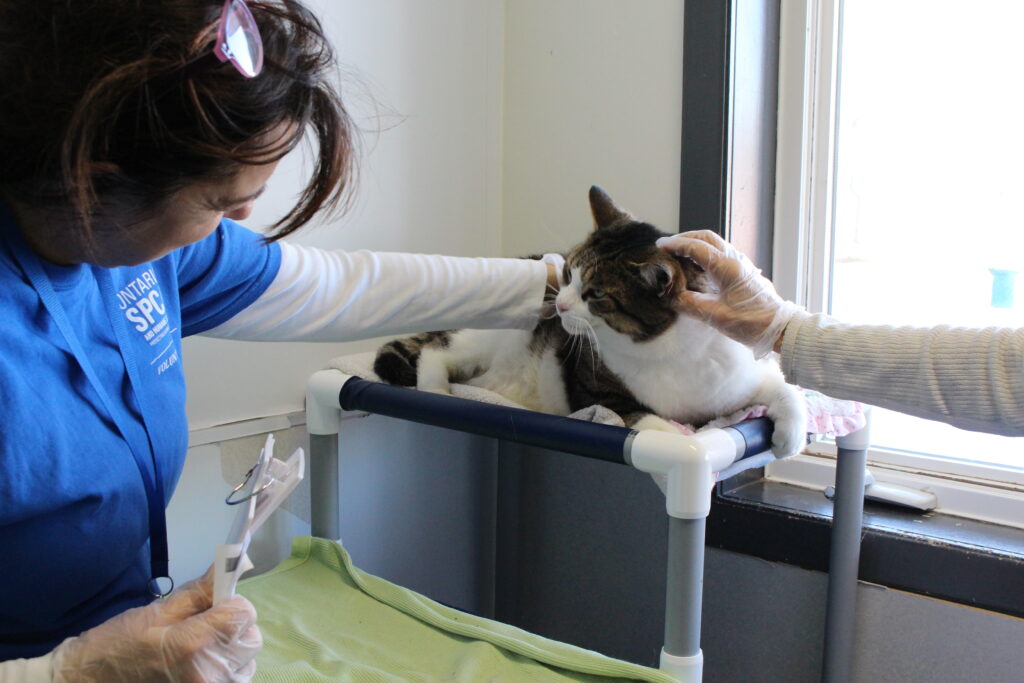 A Woman in a blue shirt gently checks on a tabby and white cat resting on a raised bed, while another person pets the cat’s head near a sunny window.