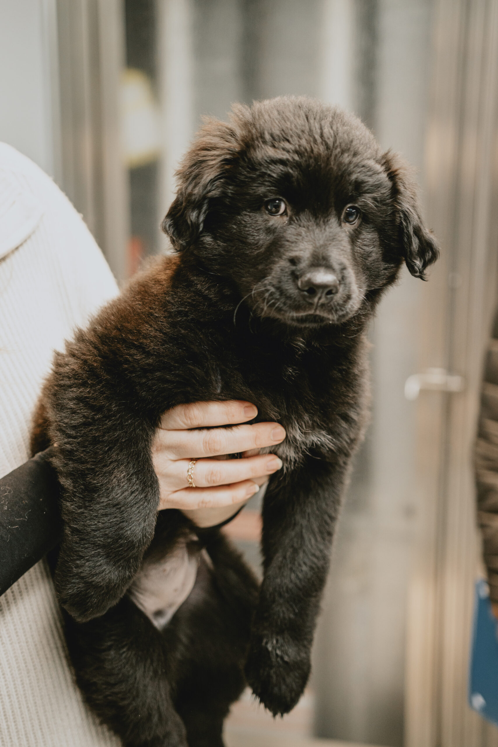 Adopting a puppy: What to expect - Ontario SPCA