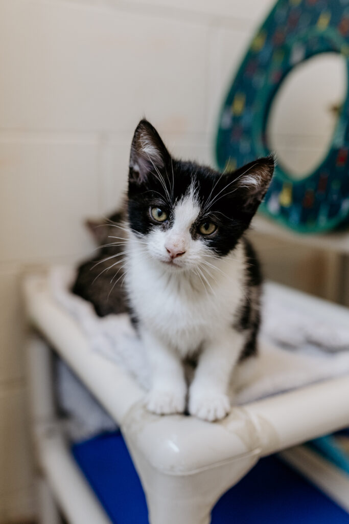 Small black and white kitten on cat bed, looking at camera.