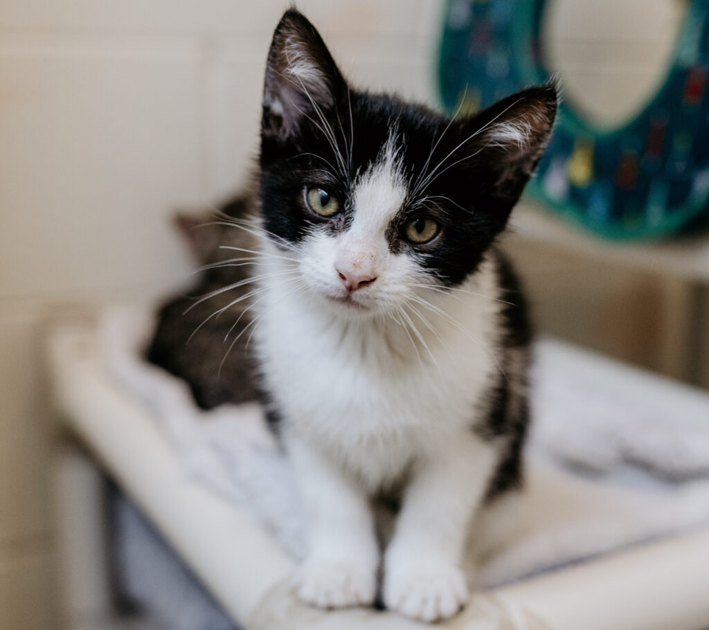 Small black and white kitten on cat bed, looking at camera.