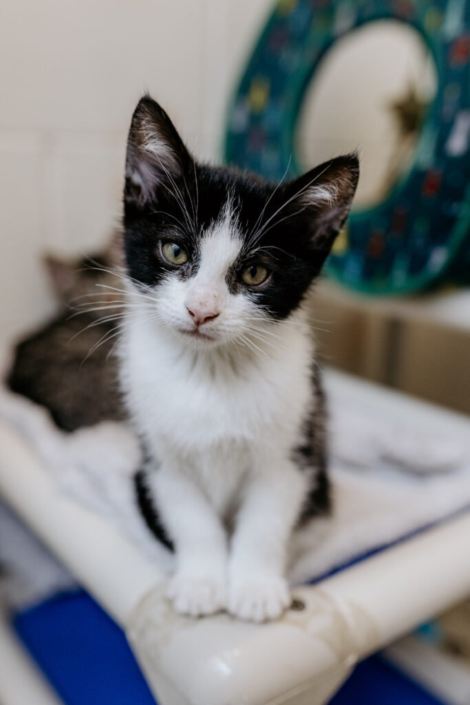 Black and white kitten sitting upright on a raised bed, looking directly at the camera inside an animal care setting.