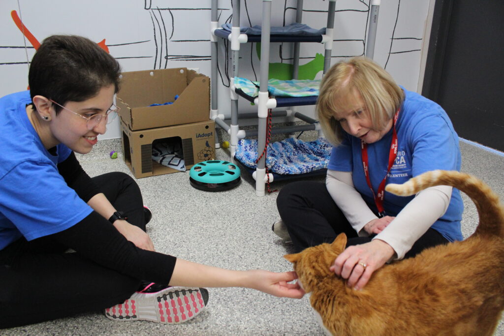 Two Ontario SPCA volunteers sit on the floor of a cat room, smiling as they pet an orange cat approaching them.