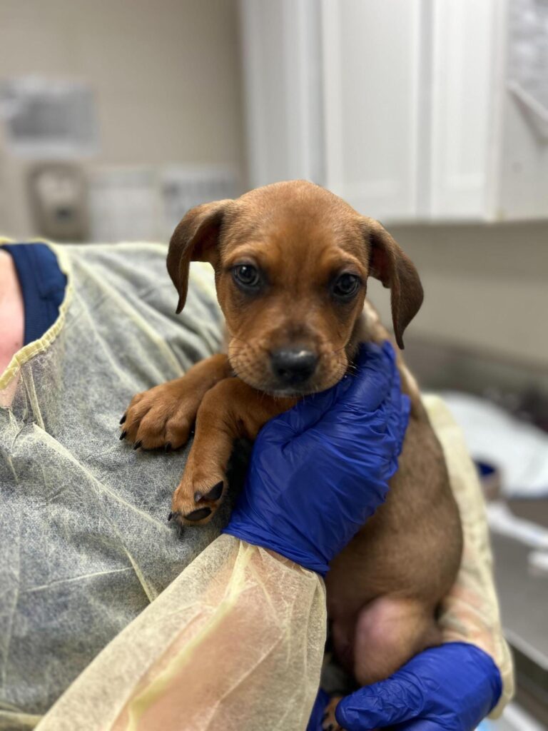 Small brown puppy being held by a person wearing blue gloves and a yellow protective gown inside an animal care setting.