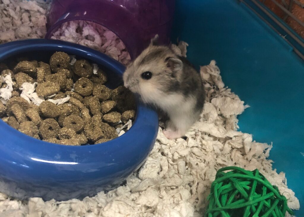 Small dwarf hamster sitting beside a food bowl inside a cage with paper bedding, a purple hideout, and a green toy ball.