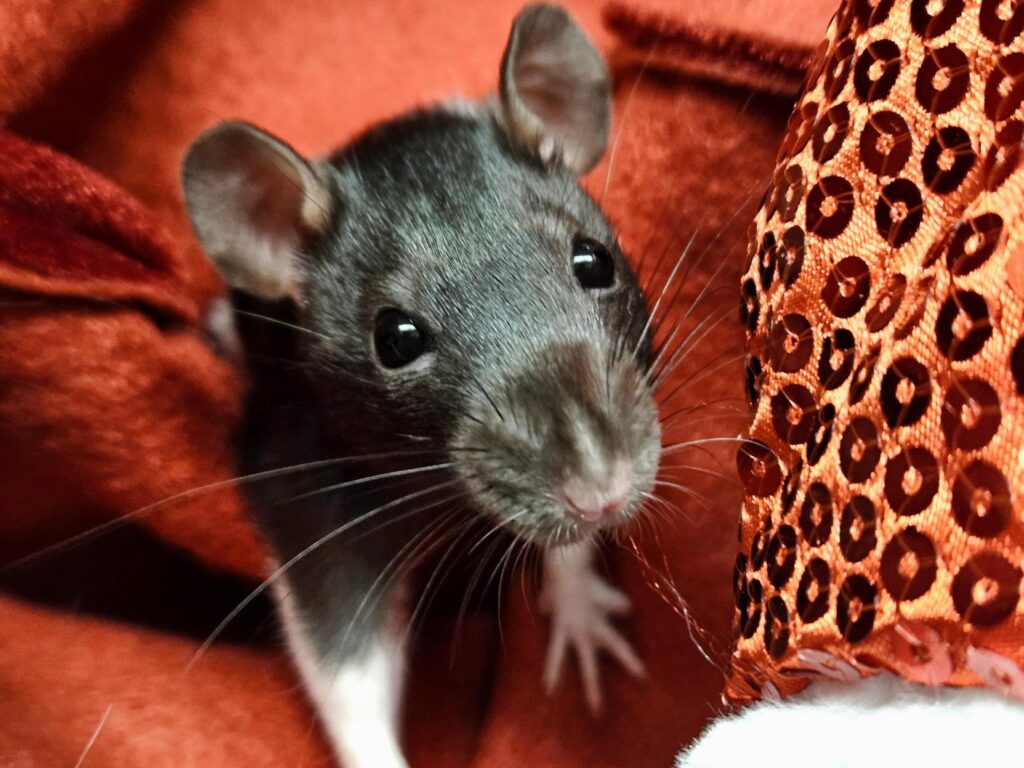 Close-up of a black and white rat nestled in red fabric, with its nose and whiskers pointed toward the camera.