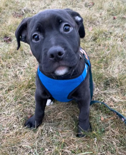Black puppy with a white chin and blue harness sits on dry grass, tilting its head slightly while looking up at the camera.