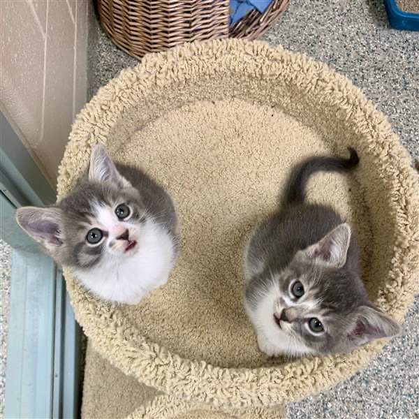 Two grey and white kittens sitting together in a beige cat tree perch, looking up toward the camera inside an animal care facility.