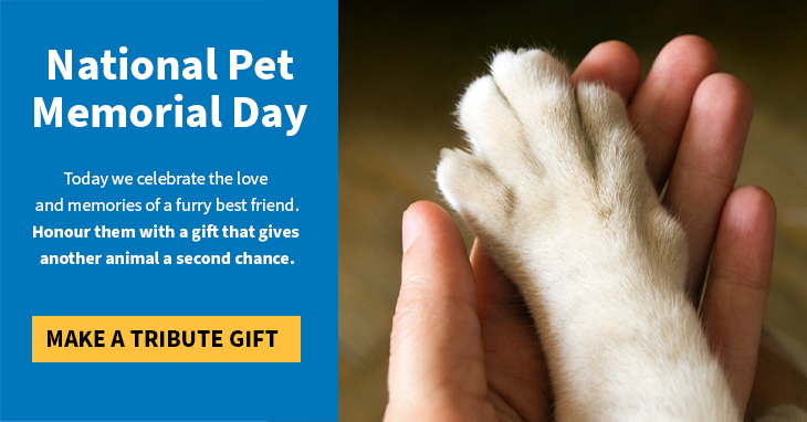 human hand and dog paw world pet memorial day