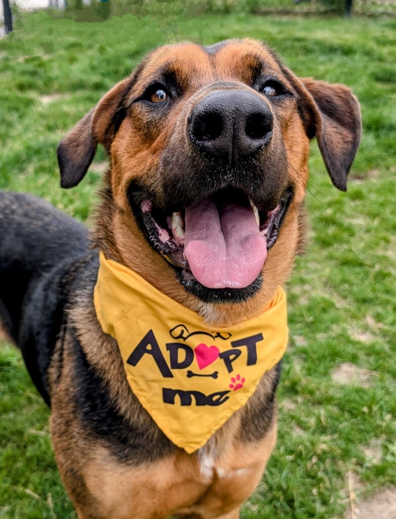Smiling brown and black dog wearing a yellow “Adopt Me” bandana stands on a grassy field, looking directly at the camera with its tongue out.