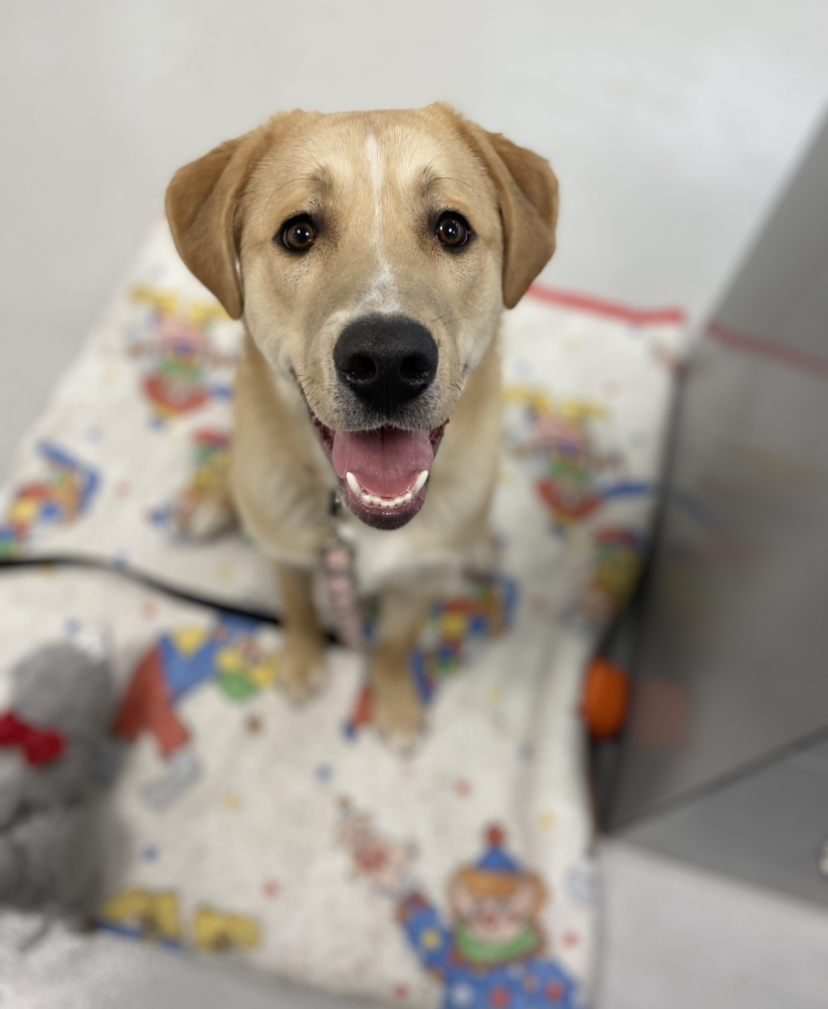 Smiling tan dog with a white snout sits on a colourful cartoon blanket, looking up at the camera inside an animal care facility.