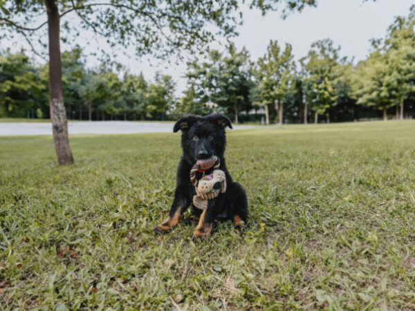 puppy with toy
