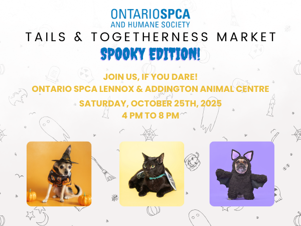 event image with animals in halloween costumes