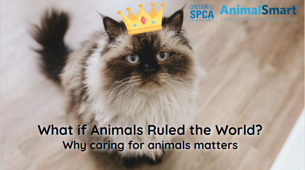 A brown and tan cat, sits on floor, looking up at the camera with a clip art crown on his head.