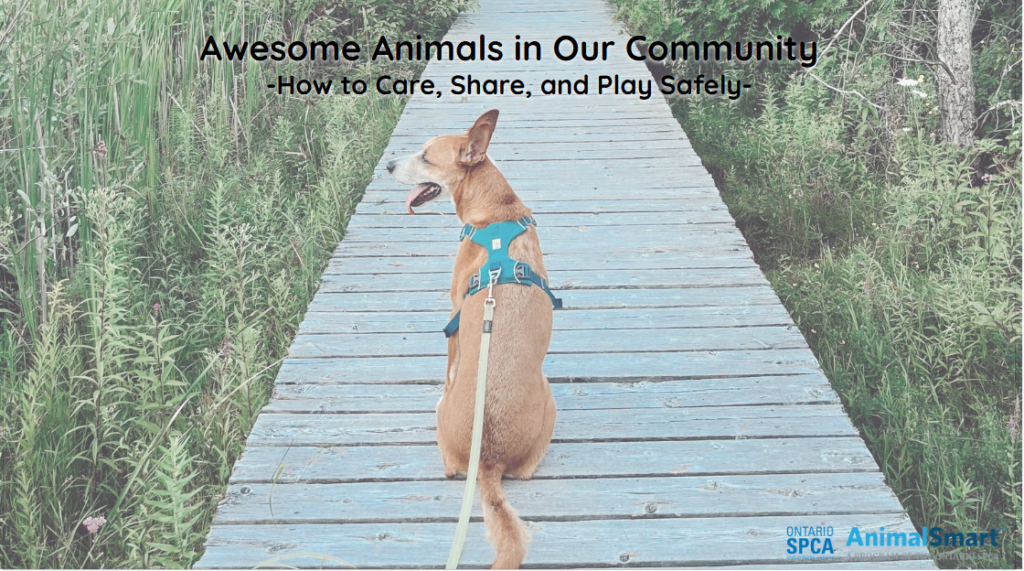 A medium brown and tan dog sits on a boardwalk outside, wearing a leash and harness and looking out over the grass. 