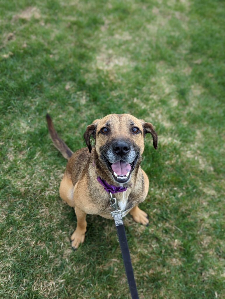 Happy brown dog wearing a purple collar sits on a grassy lawn, looking up at the camera with its mouth open and tongue out.