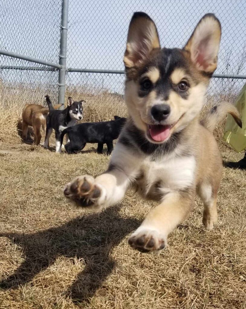 Excited puppy mid-leap towards the camera in an outdoor fenced area, with several other puppies playing in the background on dry grass.
