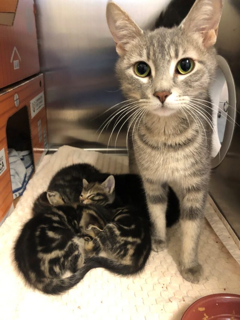 Grey tabby cat stands in front of a group of four sleeping kittens curled up together on a blanket inside a stainless steel kennel beside a cat cabin.
