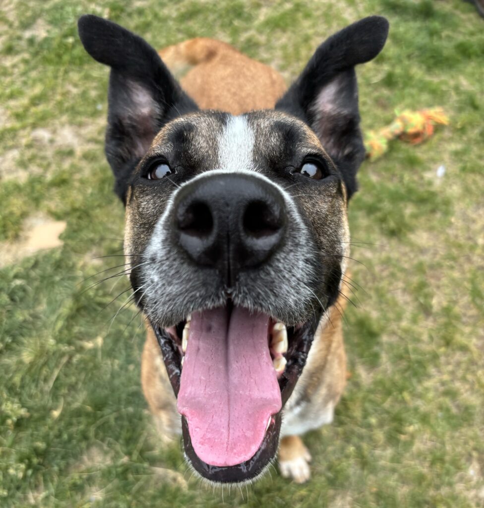 Close-up of a happy brown and white dog with ears perked up and mouth open, standing on grass and looking directly at the camera.