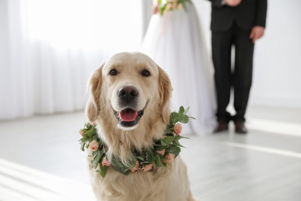 Golden Retriever wearing a floral wreath collar at a wedding, with bride and groom standing in the background