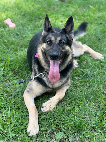German Shepherd lying on green grass with its tongue hanging out, wearing a leash and pink tag, looking up at the camera.